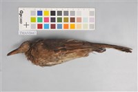 藏品(棕耳鵯)的圖片